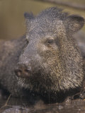 Javelina or Peccary Drinking in a Small Muddy Waterhole  Pecari Tajacu  Southwestern USA