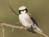 Northern White-Crowned Shrike  Eurocephalus Rueppellii  Samburu National Reserve  Kenya  Africa