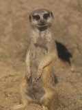 A Meerkat Lookout Near its Den Opening  Suricata Suricatta  Southern Africa