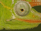 Usambara 3-Horn Chameleon  Chamaeleo Deremensis