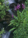 Parry Primrose  Primula Parryi  Rocky Mountains  North America