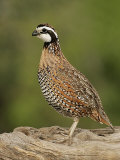 Northern Bob-White  Colinus Virginianus  Male  Texas  USA