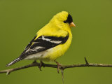 Male American Goldfinch in Breeding Plumage (Carduelis Tristis)  Eastern USA