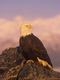 Bald Eagle Perched on Rocks (Haliaeetus Leucocephalus)  North America