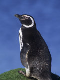 Magellanic Penguin (Spheniscus Magellanicus)  Falkland Islands