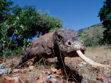Komodo Dragon (Varanus Komodoensis)  Komodo National Park  Komodo Island