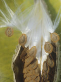 Milkweed  Asclepias Syriaca  Seeds Being Dispersed by the Wind  North America