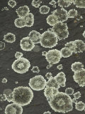 Foliose Rock Lichens  Oregon  Usa the Average Diameter of a Lichen Thallus Is 5 Cm