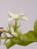 Jasmine