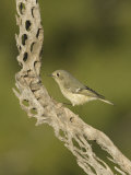 Ruby-Crowned Kinglet on a Cholla Cactus Skeleton (Regulus Calendula)  Arizona  USA