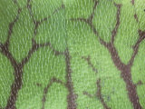 Hairs on the Leaf of a Purple Pitcher Plant  Sarracenia Purpurea  North America