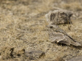 Fiery-Necked Nightjar  Caprimulgus Pectoralis  Africa