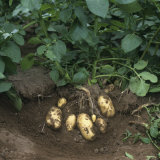 Mature Charlotte Potatoes  Scotland