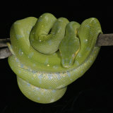 Green Tree Python    Chondropython Viridis  Heat Sensory Pits  Australia  New Guinea