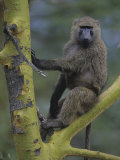 Olive Baboon  Papio Anubis  Kenya  Africa