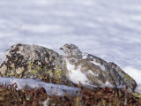 White-Tailed Ptarmigan  Lagopus Leucurus  in its Plumage Between Summer and Winter  North America