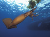 Humboldt Squid Nine-Mile Bank Off San Diego  California  Usa  Pacific Ocean