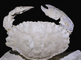 Fossil Crab (Cancer Sismondae)  Oligocene Epoch  33-23 MYA  Italy
