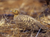 Chestnut-Bellied Sand Grouse  Pterocles Exustus  Samburu  Kenya  Africa