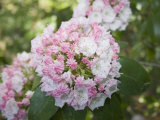 Mountain Laurel Flowers (Kalmia Latifolia)  Eastern North America