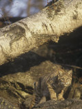 Bobcat  Lynx Rufus  North America