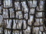 Close-Up of the Bark of an Alligator Juniper  Juniperus Deppeana  Southwestern North America