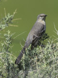 Northern Mockingbird (Mimus Polyglottos)  North America
