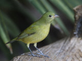 A Female Painted Bunting  Passerina Ciris  Eastern USA