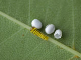 Silkmoth Eggs and a Newly Hatched Caterpillar (Rothschildia Orizaba) Ecuador
