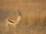 Male Thomson's Gazelle on the Savanna  Gazella Thomsonii  Masai Mara  Kenya  Africa