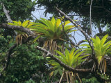 Epiphytic Bromeliads Have Overlapping Leaf Bases That Form Reservoirs Which Collect Rain Water