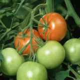 Ripe and Ripening Tomatoes (Lycopersicon Esculentum)