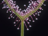Sundew Leaf and its Secretory Trichomes  Drosera Binata