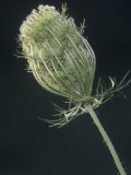 Queen Annes Lace or Wild Carrot  Daucus Carota  North America