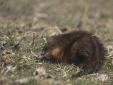 Muskrat Grazing (Ondatra Zibethicus)  North America