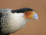 Crested Caracara 9Carabara Plancus  Head with Red Dirt  Texas  USA