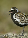 Pacific Golden-Plover Calling  Pluvialis Fulva  North America