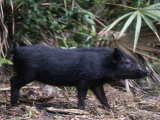 Wild Hog  Sus Scrofa  Southern USA