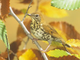 Wood Thrush (Hylocichla Mustelina) in a Fall Beech Tree Eastern USA