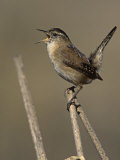 Marsh Wren (Cistothorus Palustris) Singing on a Cattail  California  USA