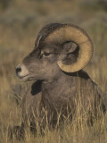 Bighorn Sheep Ram Resting  Ovis Canadensis  Yellowstone National Park  Montana  USA