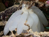 Egg Cases of a Reef Squid (Sepioteuthis Lessoniana)  Malaysia
