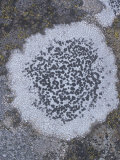 Crustose Lichen Growing on a Rock  Lecidea Tessellata  North America