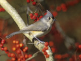 Tufted Titmous (Baeolophus Bicolor) in a Hawthorn Tree Eastern USA