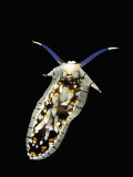 Nudibranch