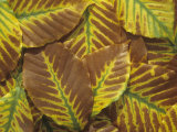 American Beech Tree Leaves in the Fall  Fagus Grandifolia  North America