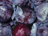 Red Cabbage (Brassica Oleracea Capitata)  Native to Europe and the Mediterranean Region