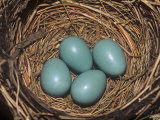Robin Eggs in the Nest  Turdus Migatorius  USA