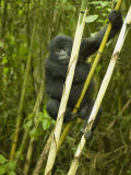 Mountain Gorilla  Gorilla Gorilla Beringei  in Volcanoes National Park  Rwanda  Africa