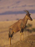 Topi Standing on a Termite Mound  Damaliscus Lunatus  Masai Mara  Kenya  Africa